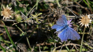 Mariposa azul (familia Polyommatinae)