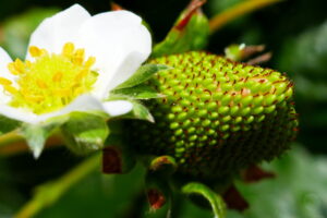 Fresón (Fregaria x ananassa) verde